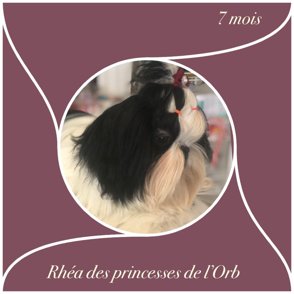 Rhea Des Princesses De L'Orb