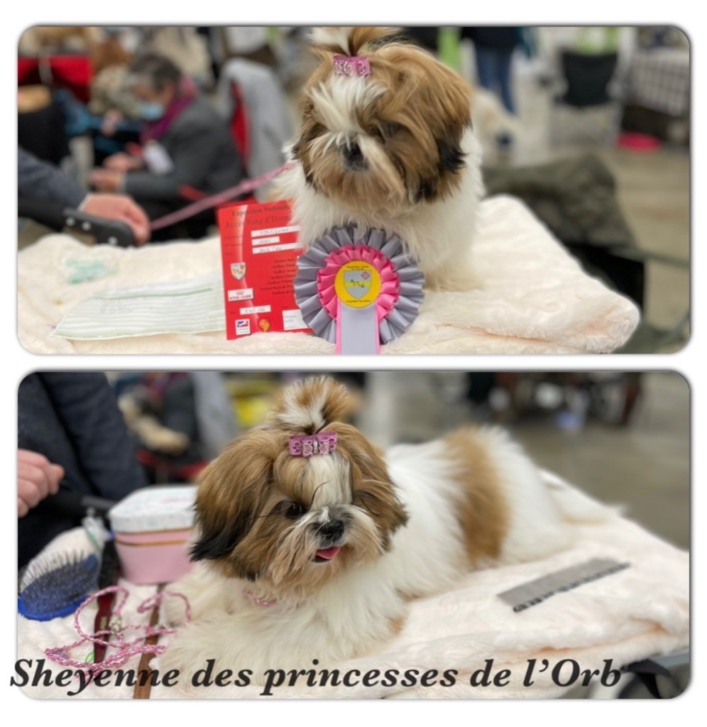 Sheyenne Des Princesses De L'Orb