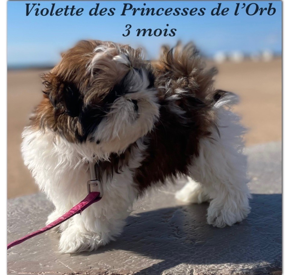 Uiolette Des Princesses De L'Orb