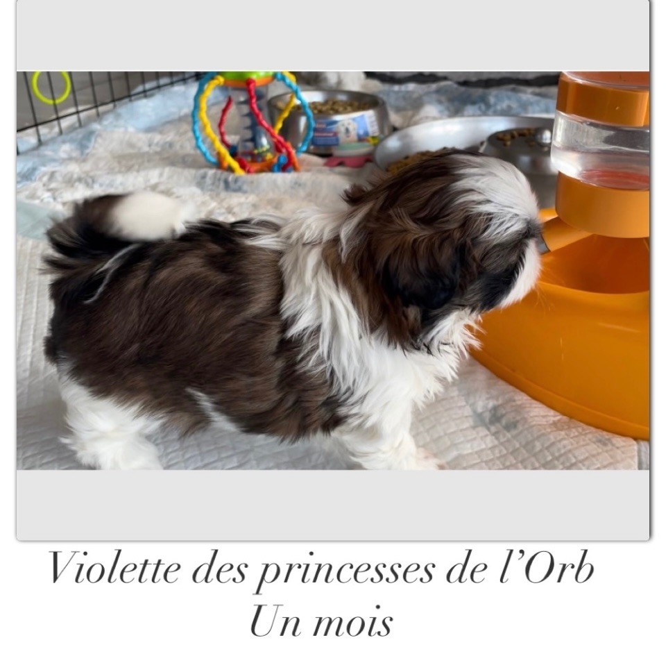 Uiolette Des Princesses De L'Orb