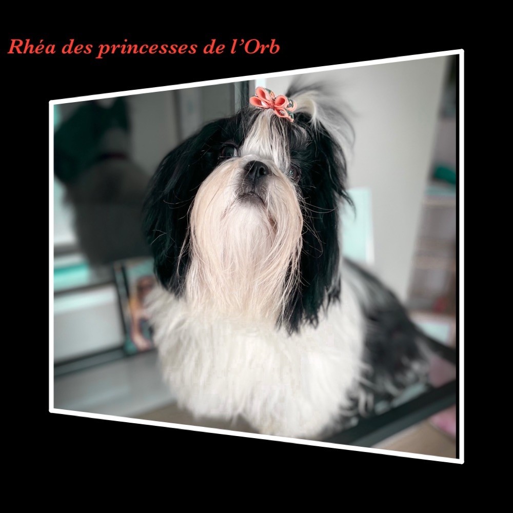 Rhea Des Princesses De L'Orb