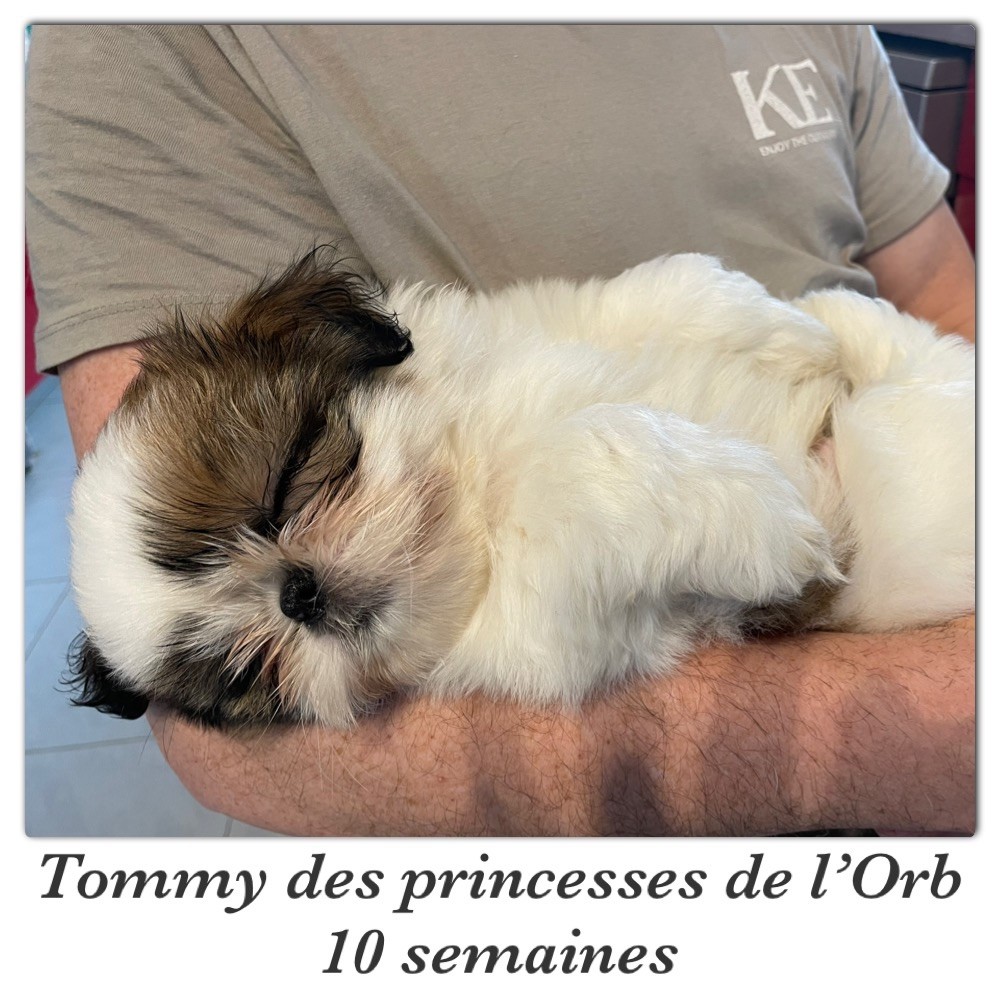 Tommy Des Princesses De L'Orb