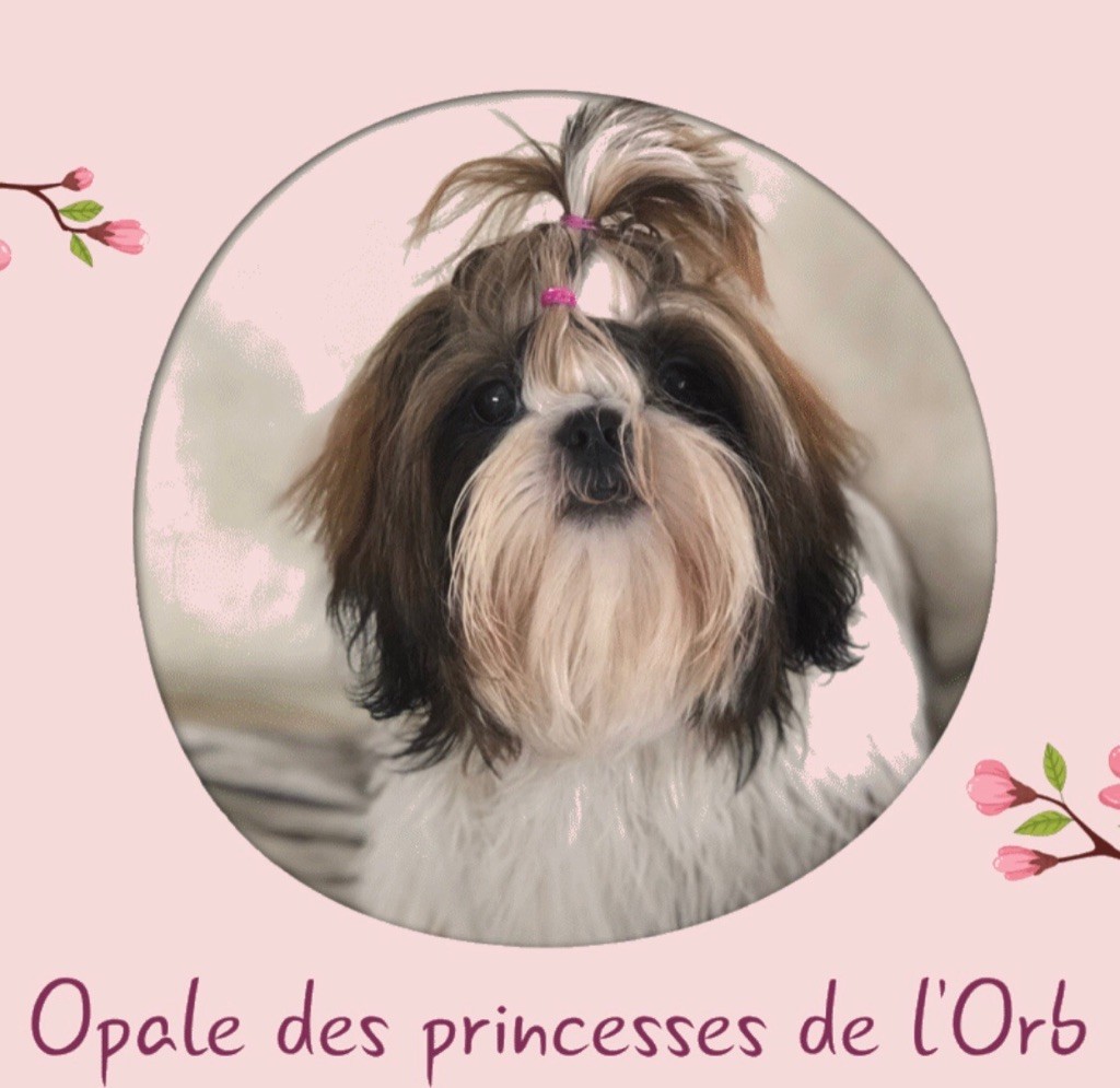 Opale Des Princesses De L'Orb