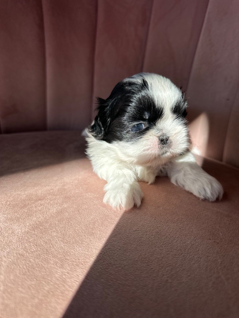 Des Princesses De L'Orb - Chiot disponible  - Shih Tzu