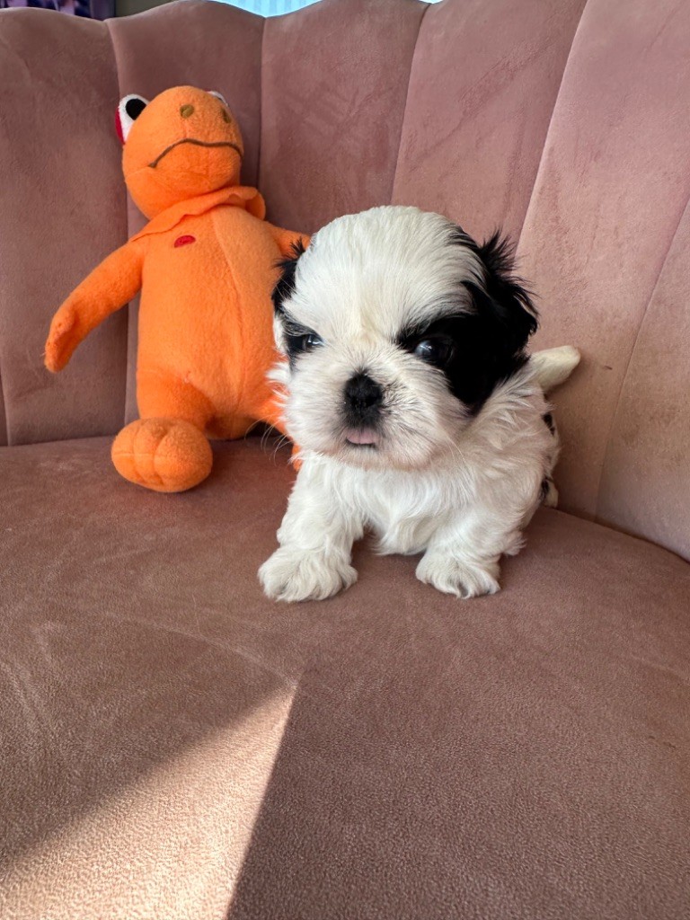 Des Princesses De L'Orb - Chiot disponible  - Shih Tzu