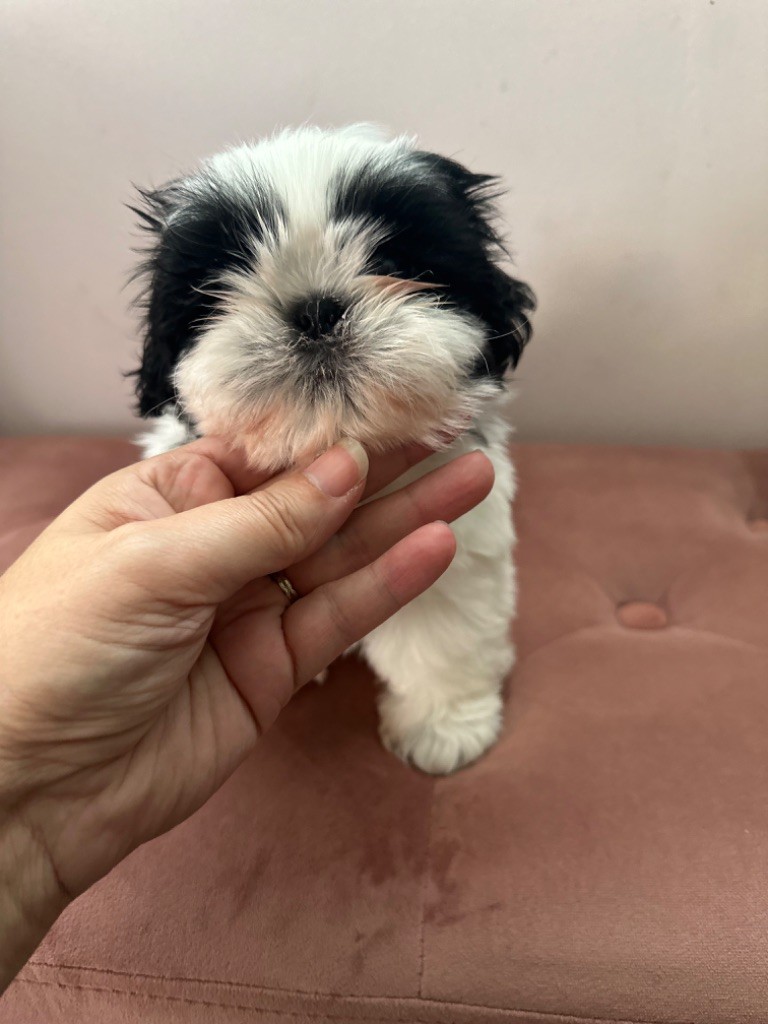 Des Princesses De L'Orb - Chiot disponible  - Shih Tzu