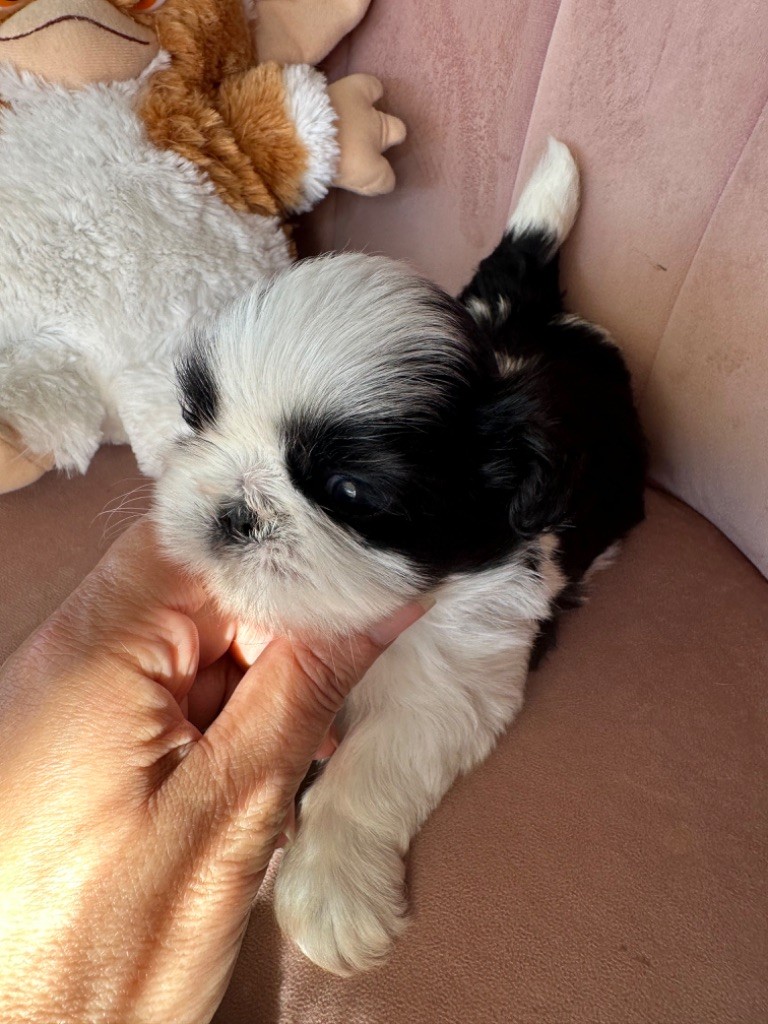 Des Princesses De L'Orb - Chiot disponible  - Shih Tzu