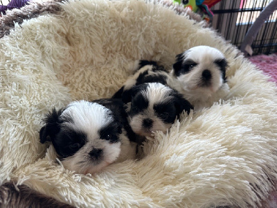 Des Princesses De L'Orb - Shih Tzu - Portée née le 13/10/2024