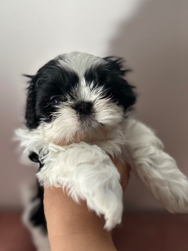 Des Princesses De L'Orb - Chiot disponible  - Shih Tzu