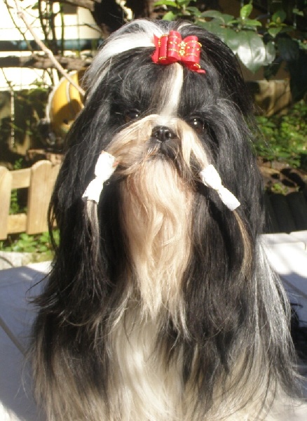 Desert queen Shireen El Sham