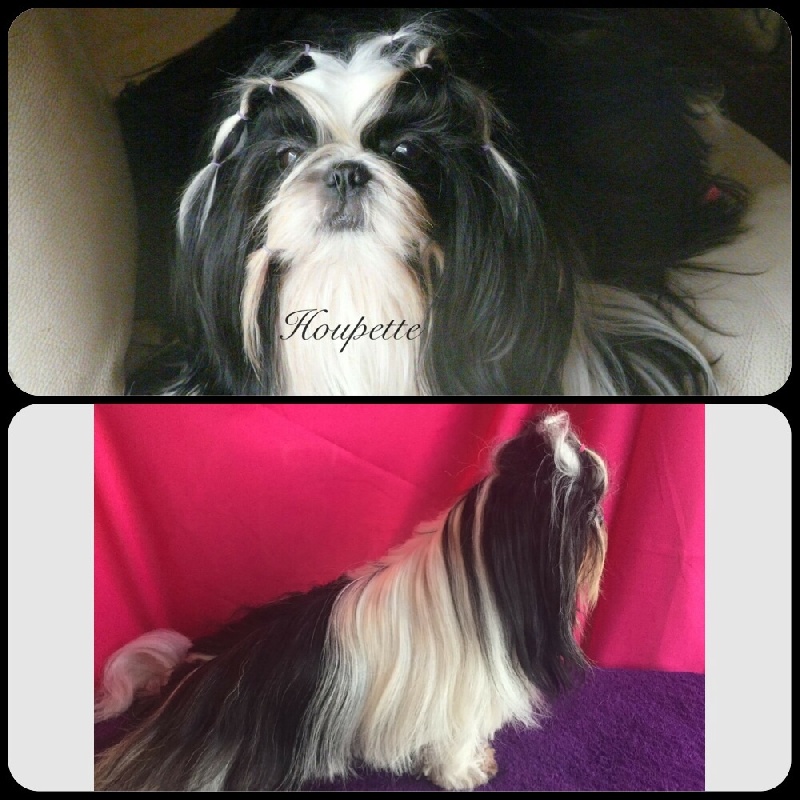 Houpette (Sans Affixe)