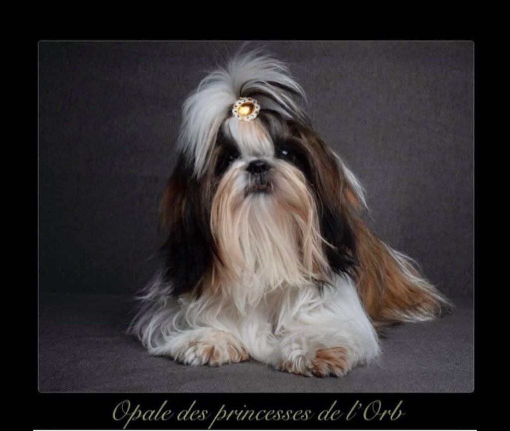 Opale Des Princesses De L'Orb