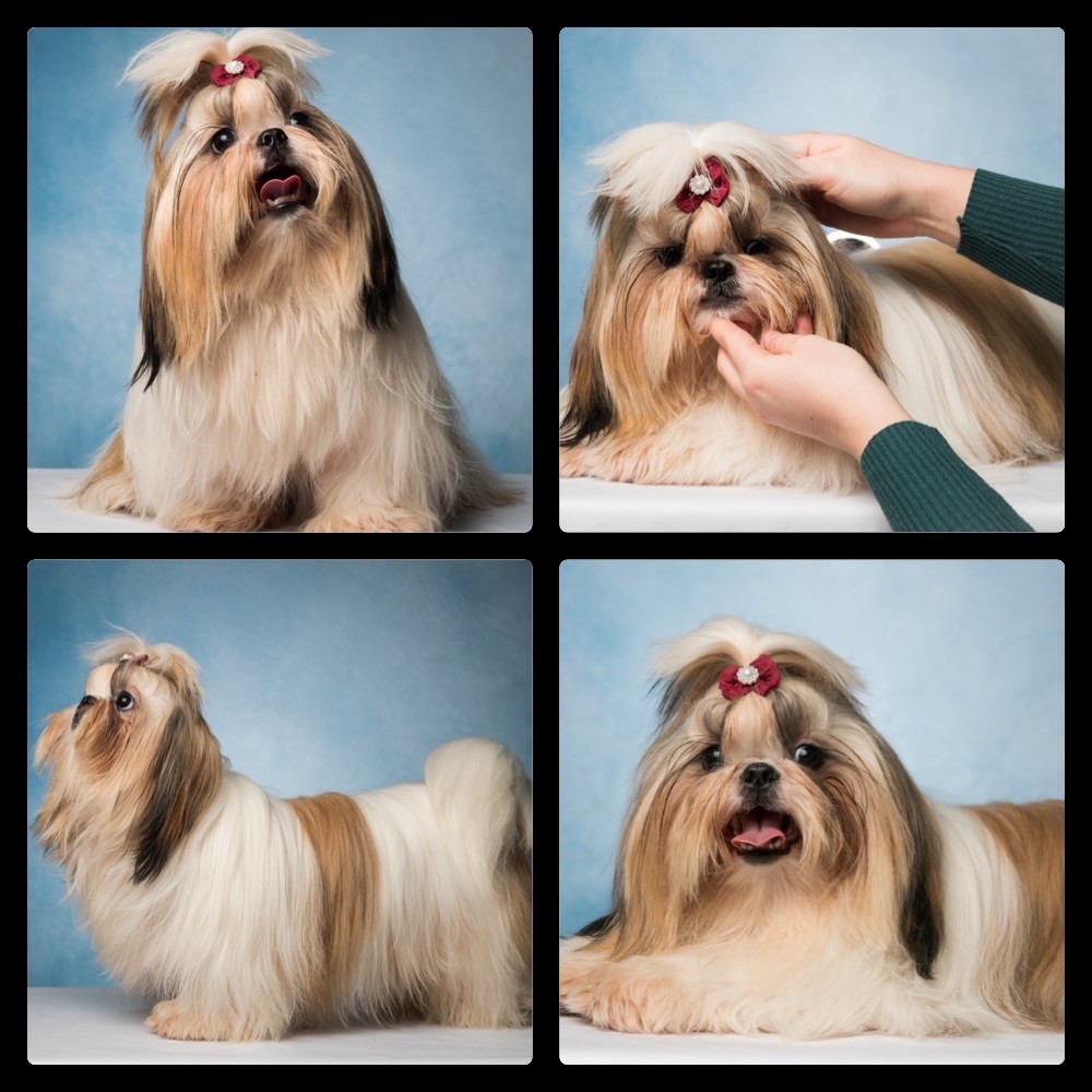 Tommy Des Princesses De L'Orb