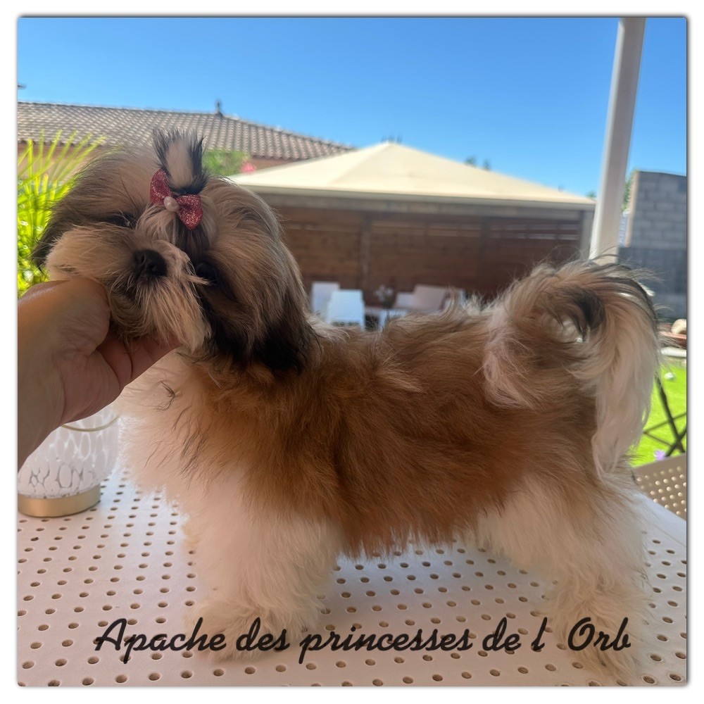 Apache Des Princesses De L'Orb