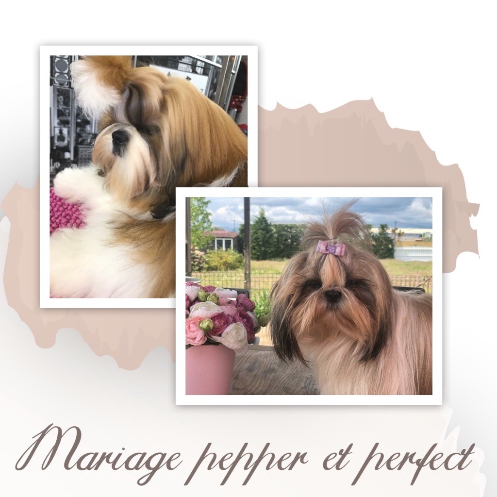 MARIAGE PEPPER ET PERFECT CONFIRMER OK