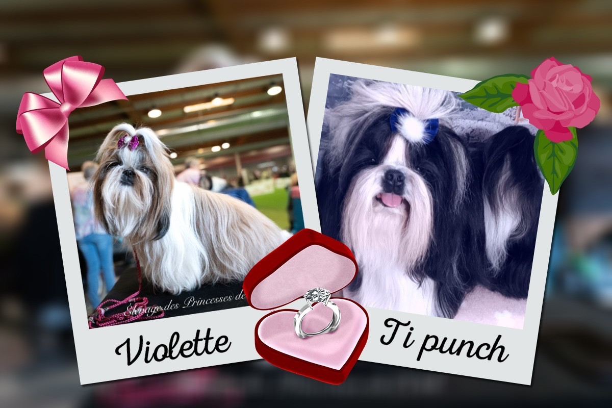 Violette a rencontré Ti punch