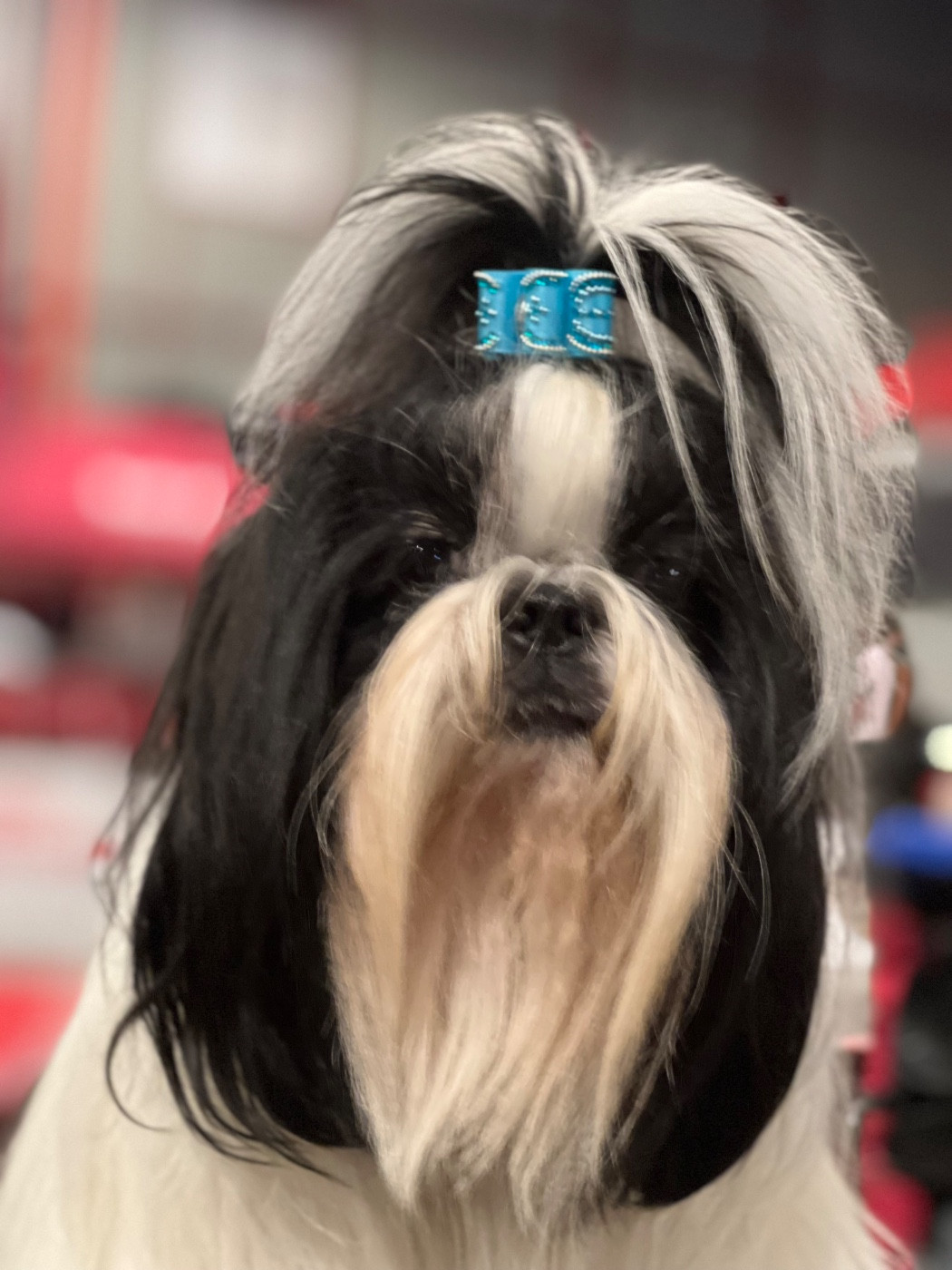 Rhea est à l'adoption chienne adulte 6 ans