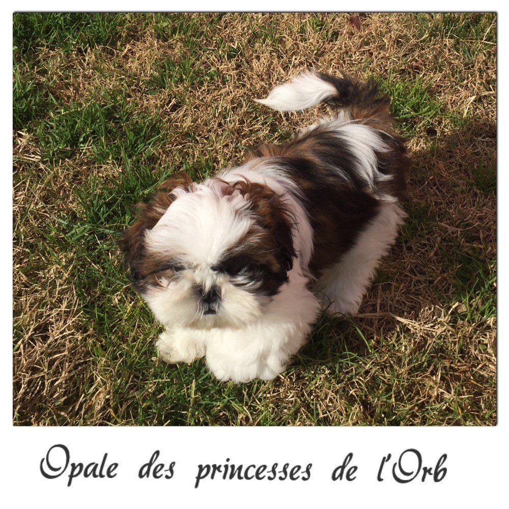 Des Princesses De L'Orb - Ma petite poupée Opale 