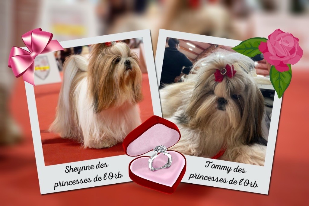 Des Princesses De L'Orb - Nous attendons confirmation de gestation sheynne-Tommy