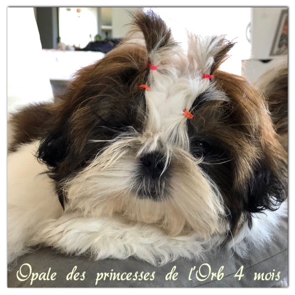 Opale des princesses de l Orb