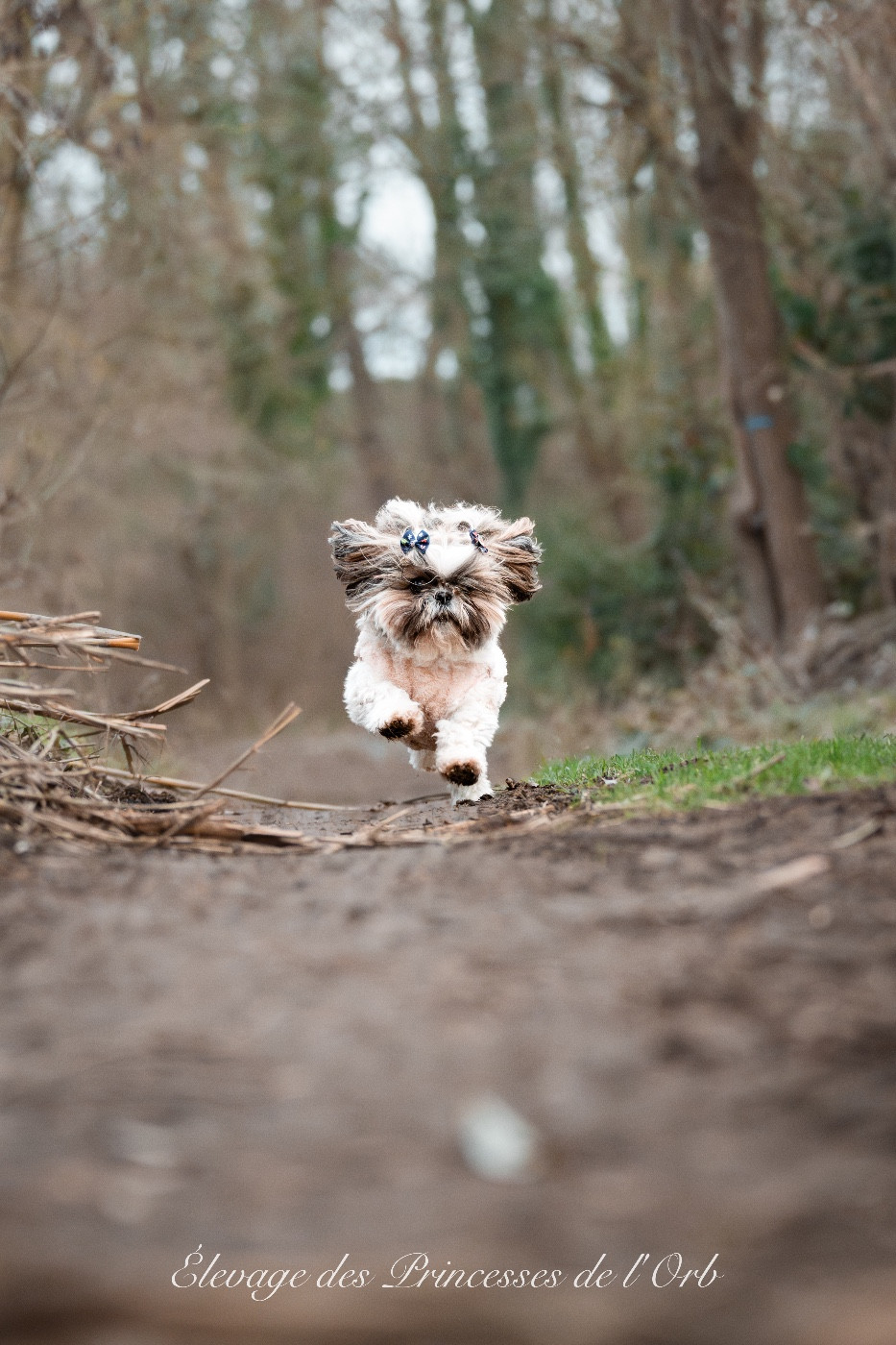 Les magnifiques photo prise: oiseau bondissant