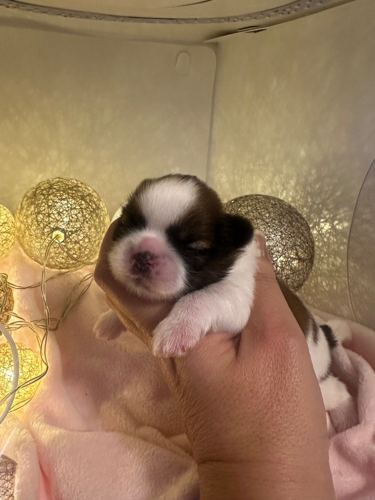 Des Princesses De L'Orb - Chiots disponibles - Shih Tzu