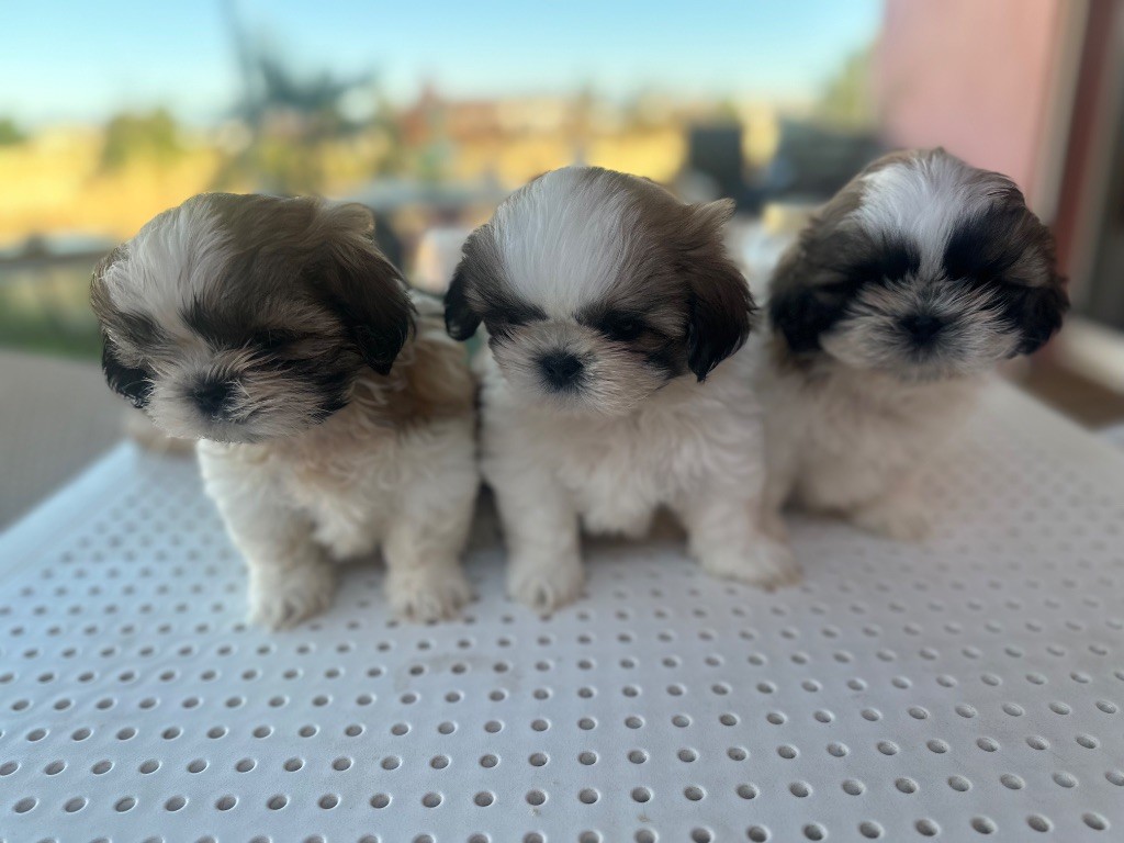 Chiot Shih Tzu Des Princesses De L'Orb