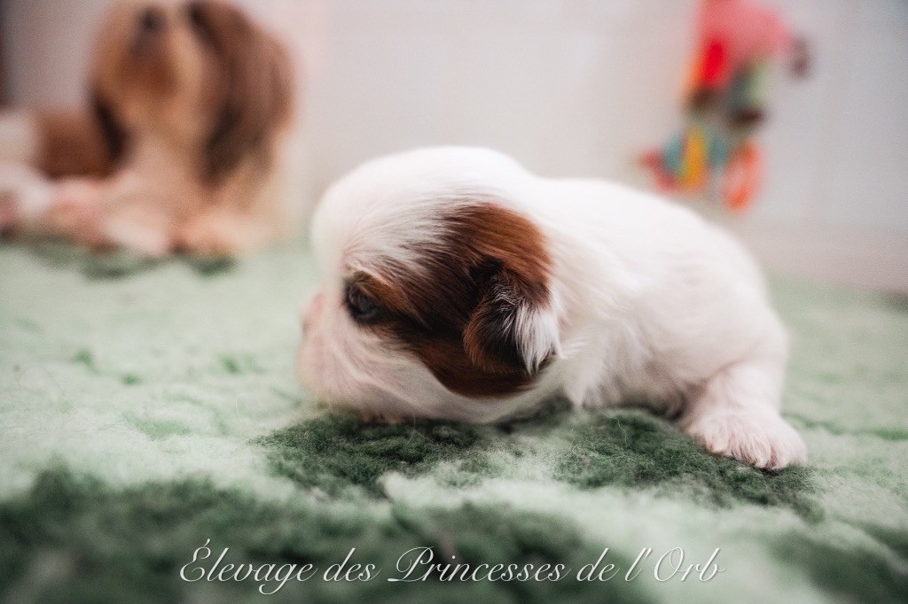 Des Princesses De L'Orb - Chiots disponibles - Shih Tzu