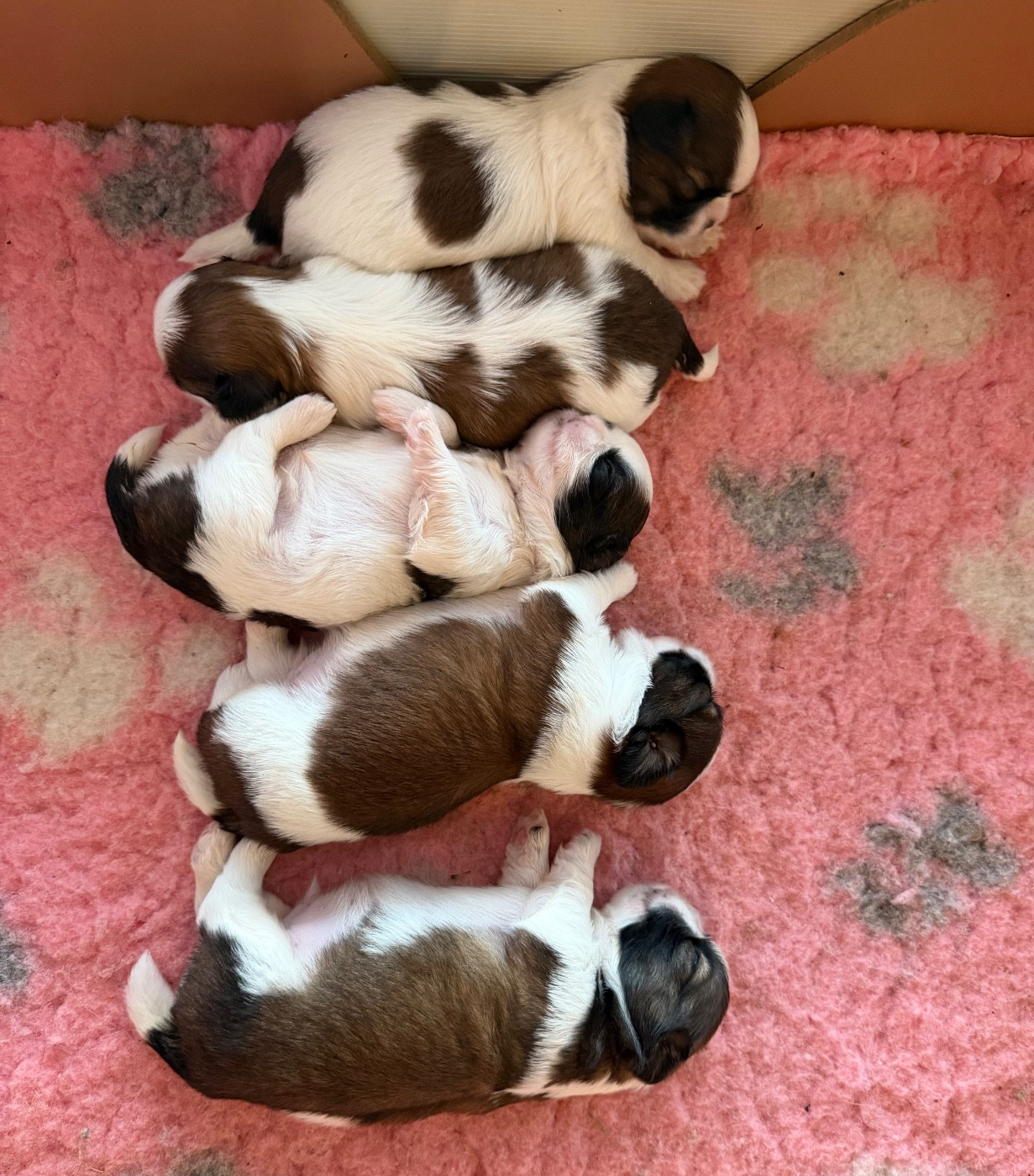 Chiot Shih Tzu Des Princesses De L'Orb