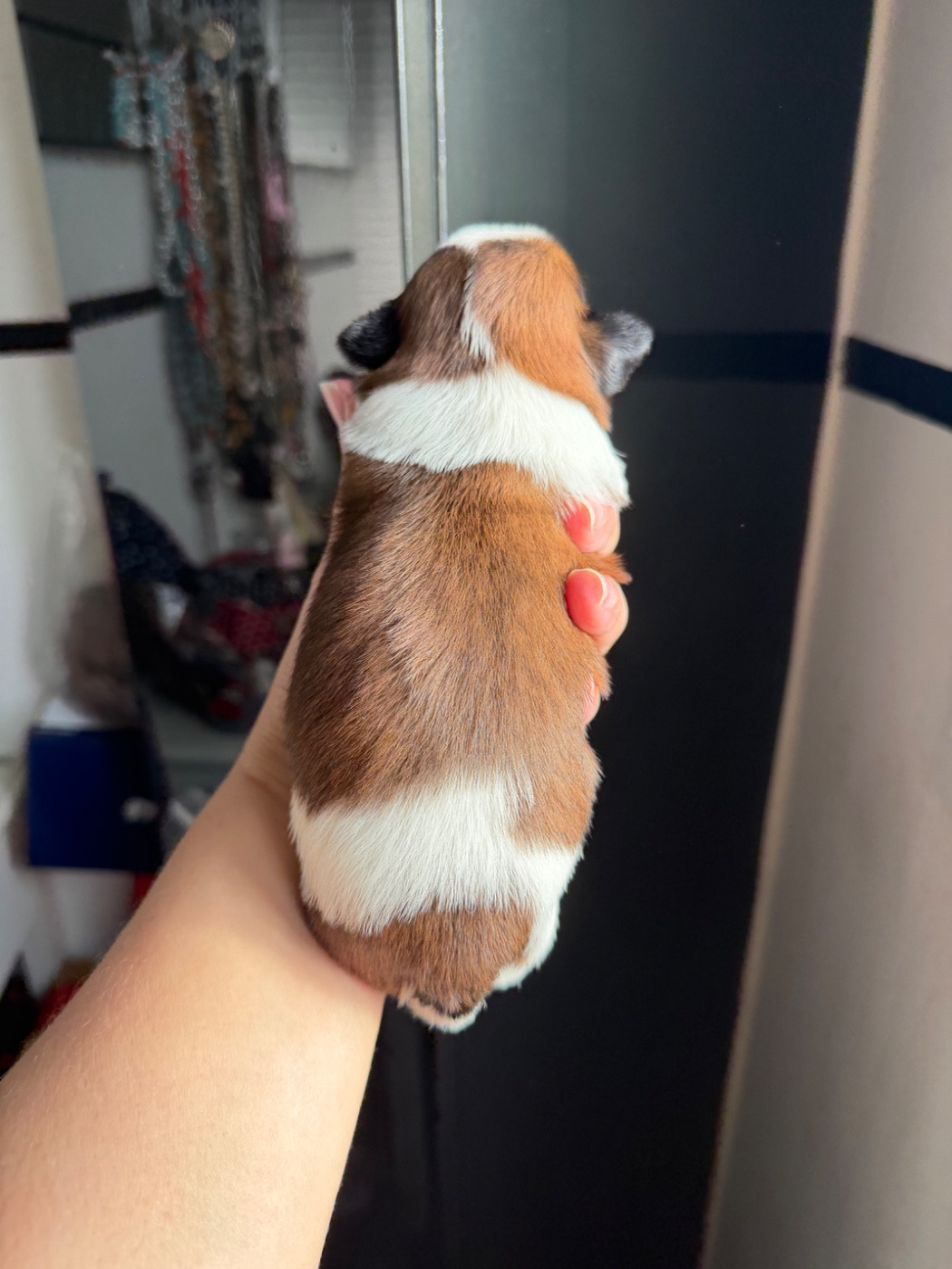 Des Princesses De L'Orb - Chiots disponibles - Shih Tzu