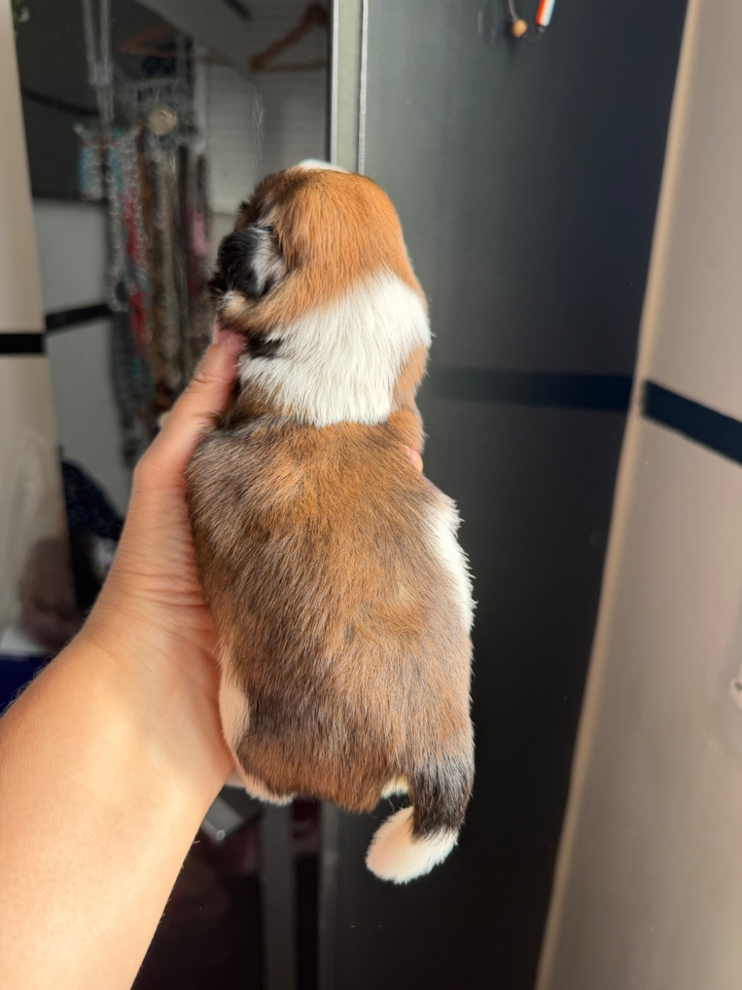 Des Princesses De L'Orb - Chiots disponibles - Shih Tzu