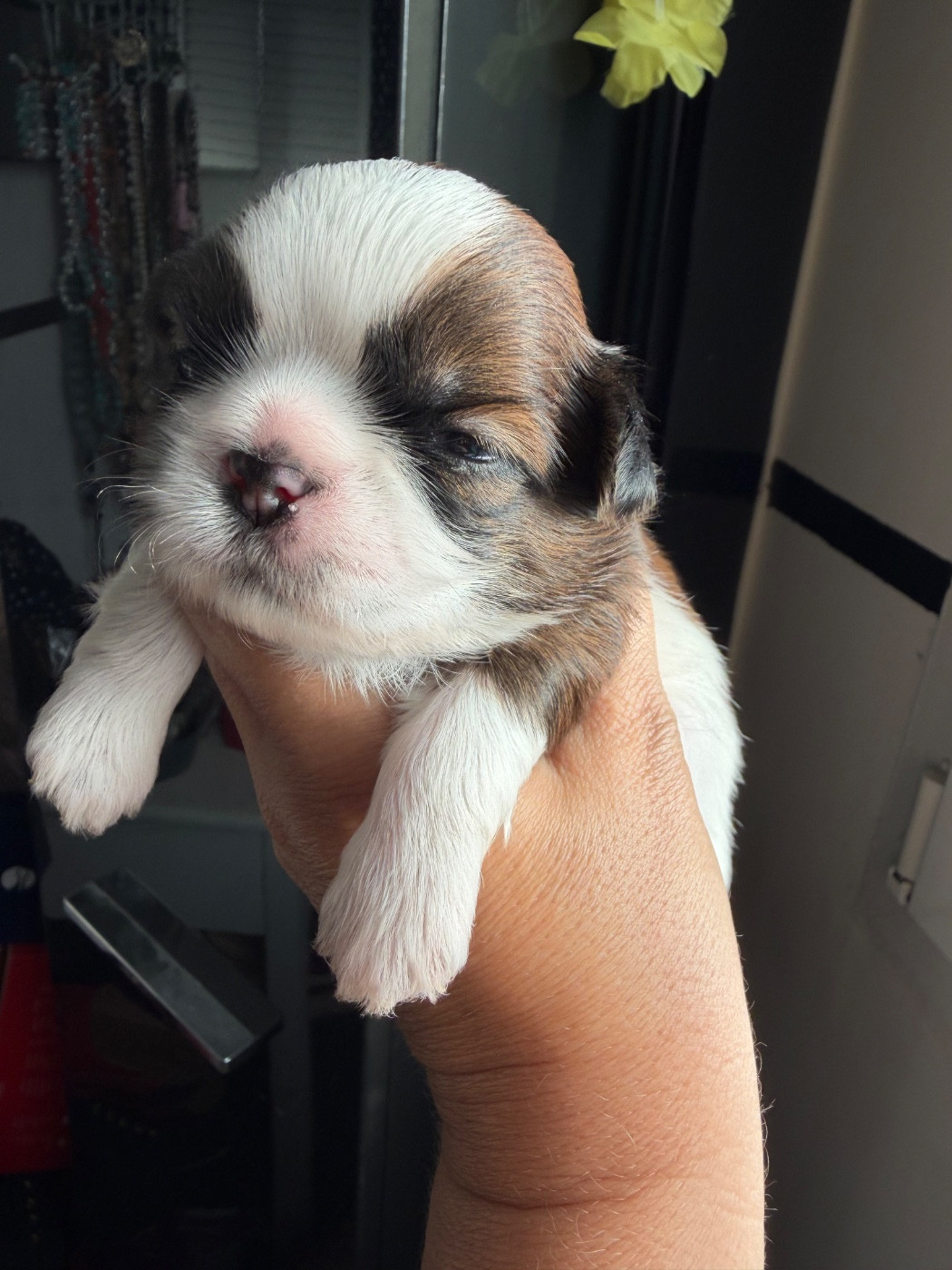 Des Princesses De L'Orb - Chiots disponibles - Shih Tzu