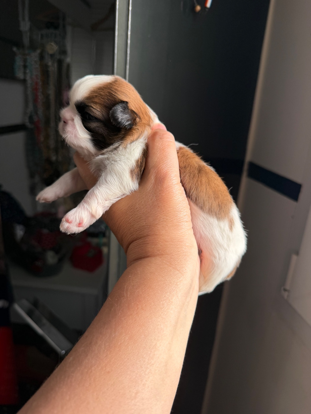 Des Princesses De L'Orb - Chiots disponibles - Shih Tzu