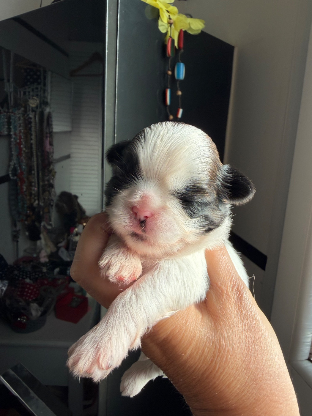 Des Princesses De L'Orb - Chiots disponibles - Shih Tzu