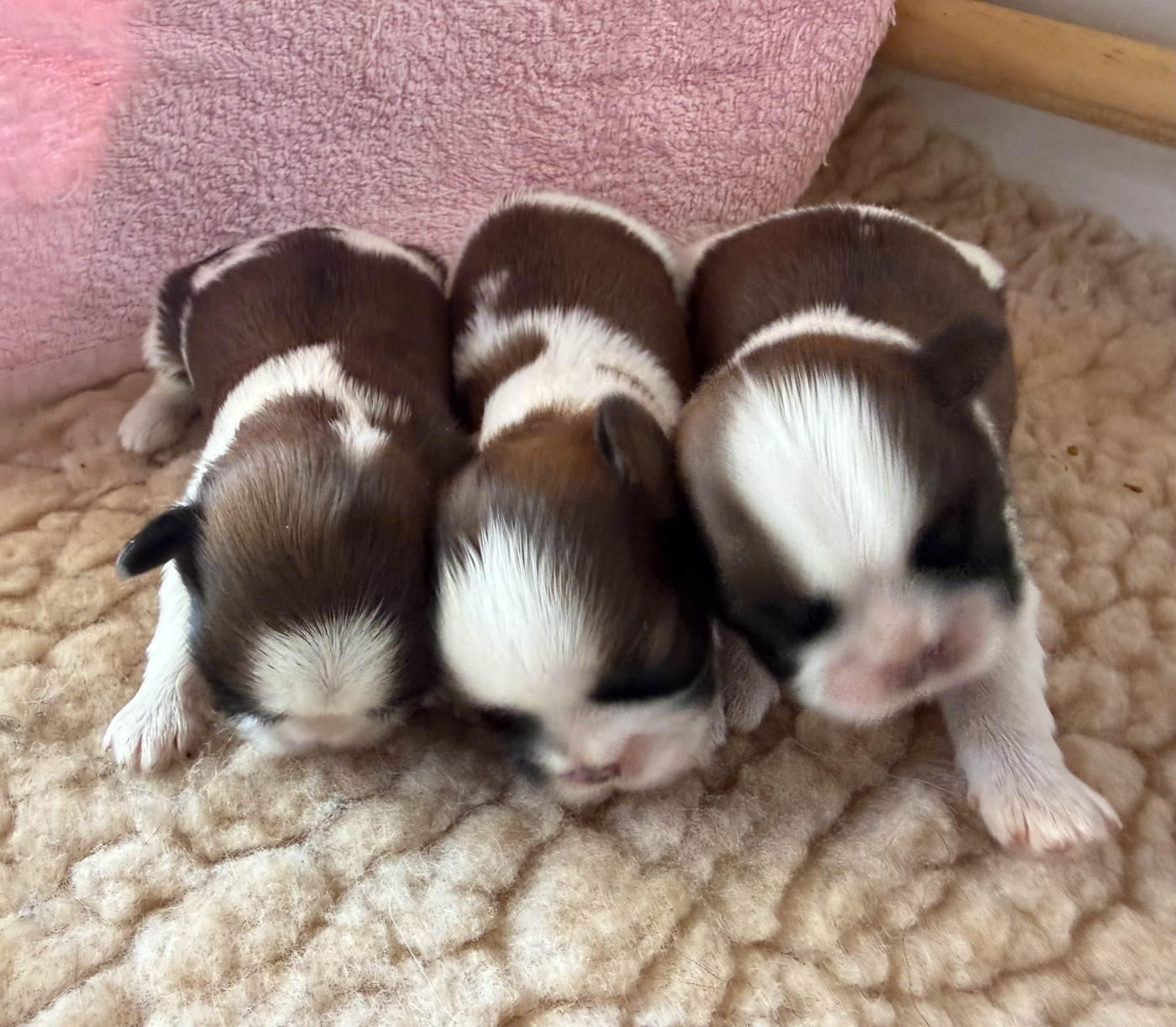 Des Princesses De L'Orb - Shih Tzu - Portée née le 04/07/2026