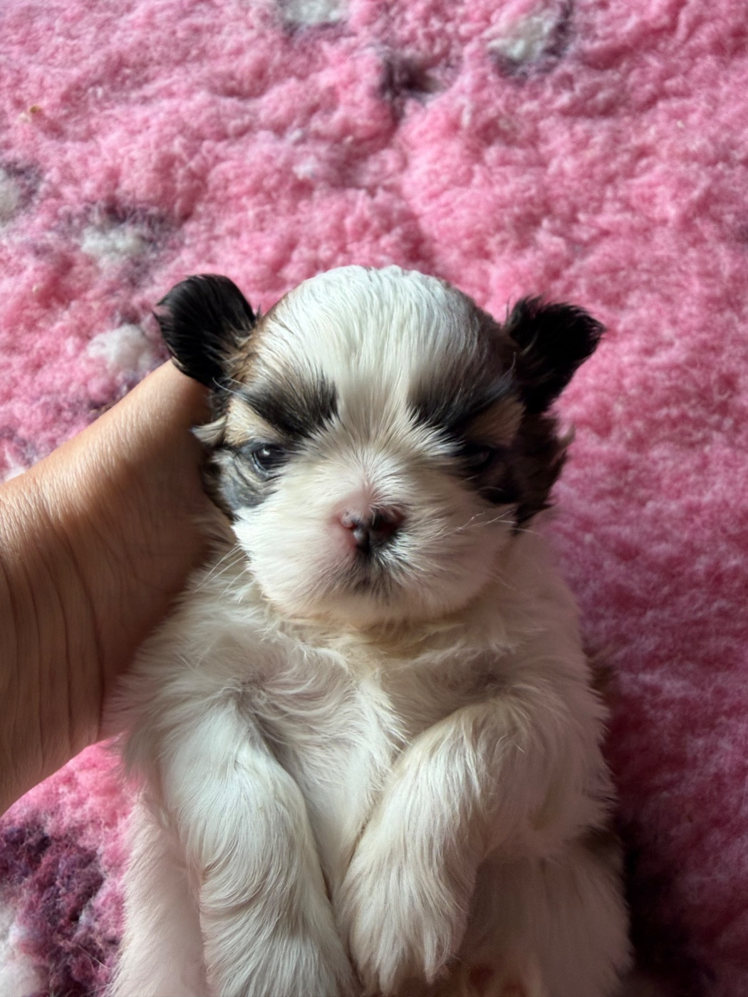 Des Princesses De L'Orb - Chiots disponibles - Shih Tzu