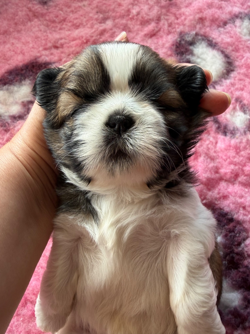Des Princesses De L'Orb - Chiots disponibles - Shih Tzu
