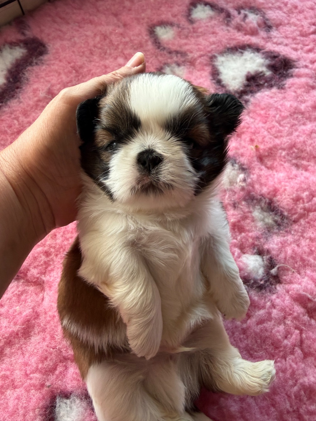 Des Princesses De L'Orb - Chiots disponibles - Shih Tzu