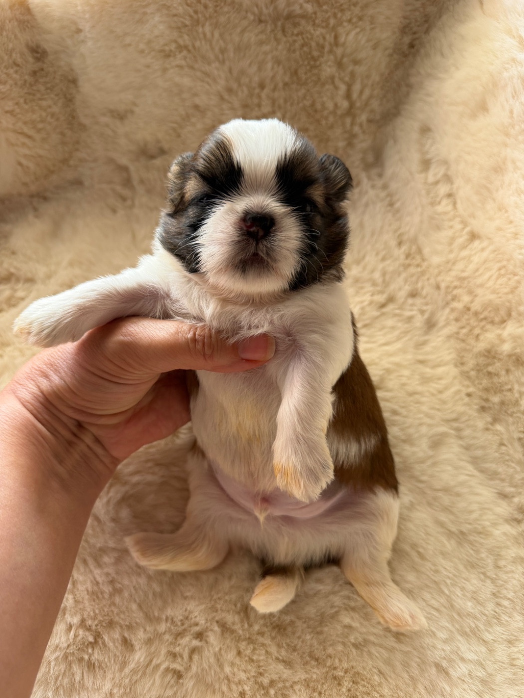Des Princesses De L'Orb - Chiots disponibles - Shih Tzu