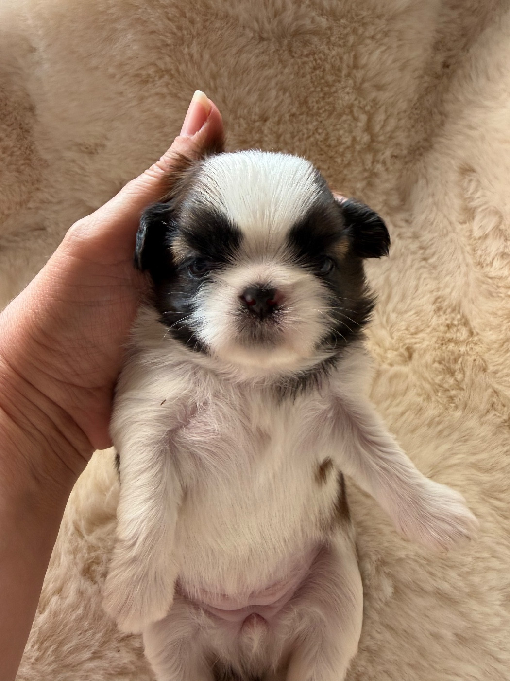 Des Princesses De L'Orb - Chiots disponibles - Shih Tzu