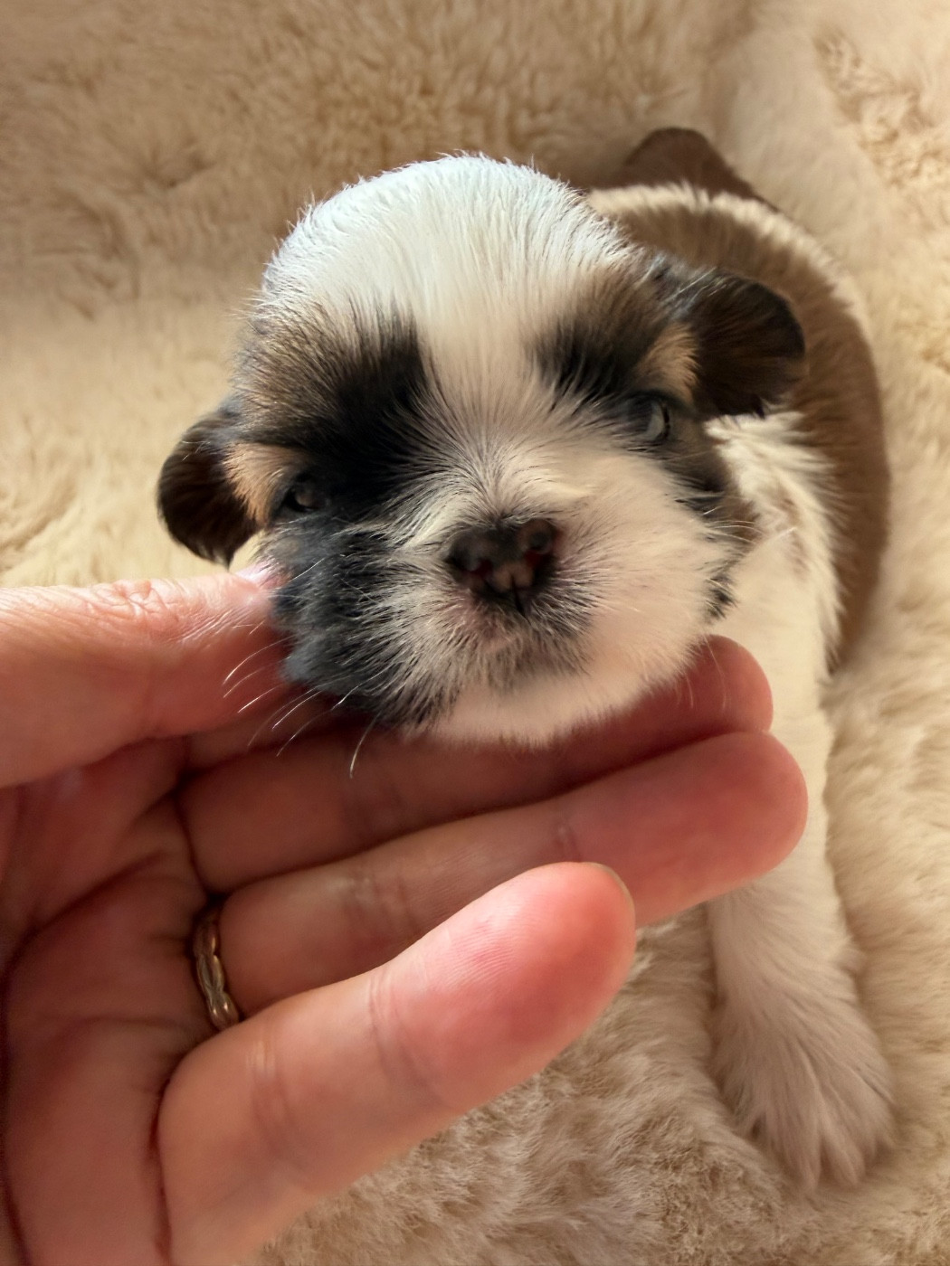Des Princesses De L'Orb - Chiots disponibles - Shih Tzu
