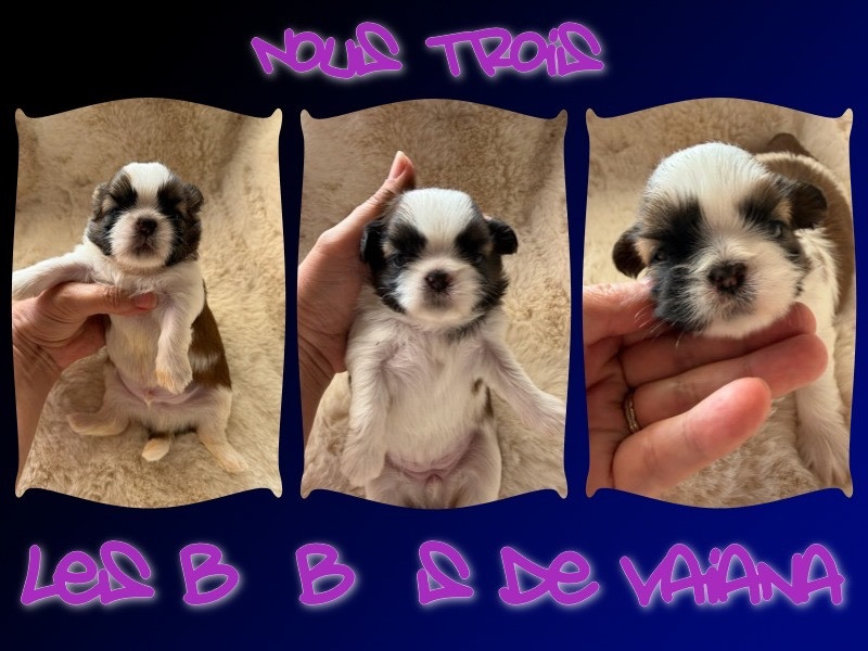 Chiot Shih Tzu Des Princesses De L'Orb