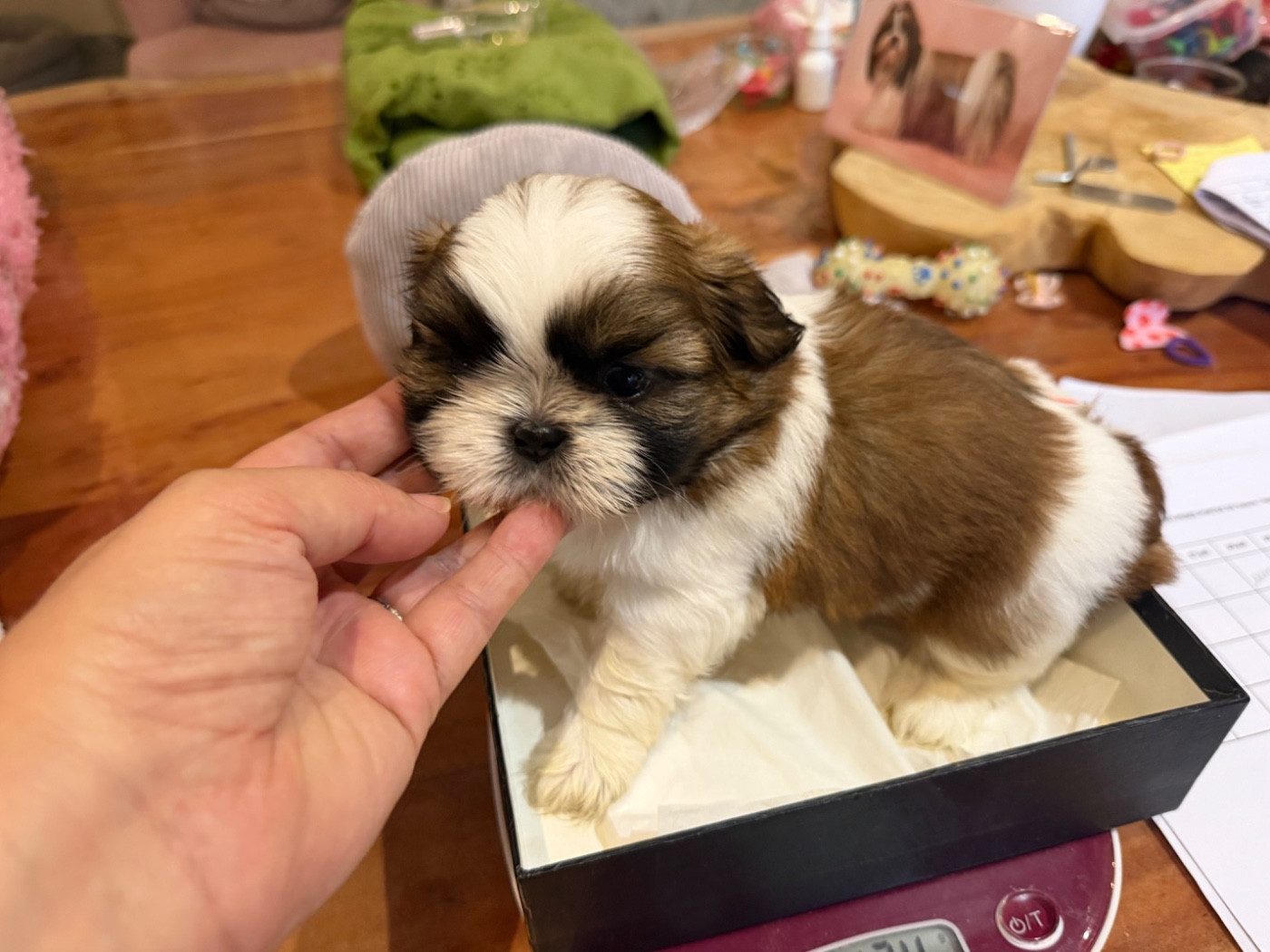 Des Princesses De L'Orb - Chiots disponibles - Shih Tzu