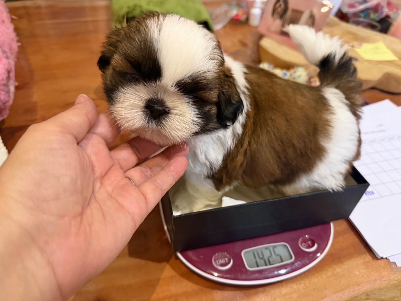 Des Princesses De L'Orb - Chiots disponibles - Shih Tzu