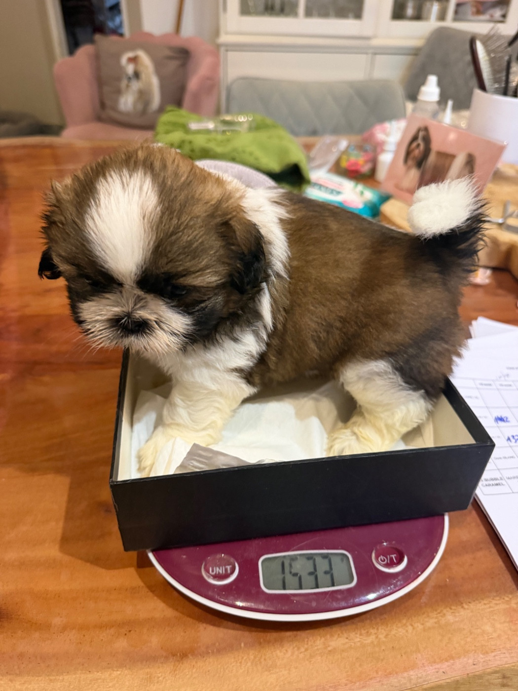 Des Princesses De L'Orb - Chiots disponibles - Shih Tzu
