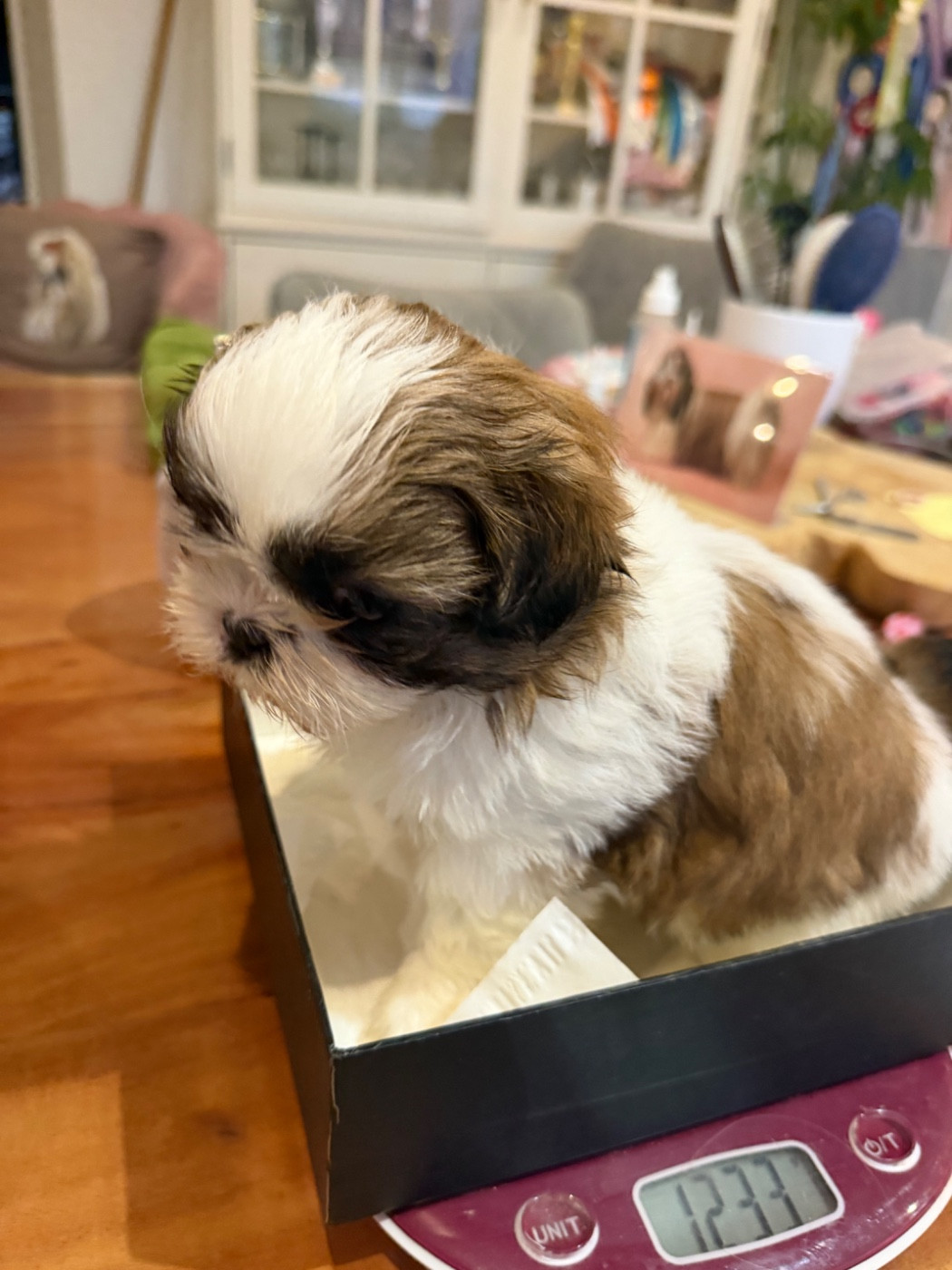 Des Princesses De L'Orb - Chiots disponibles - Shih Tzu