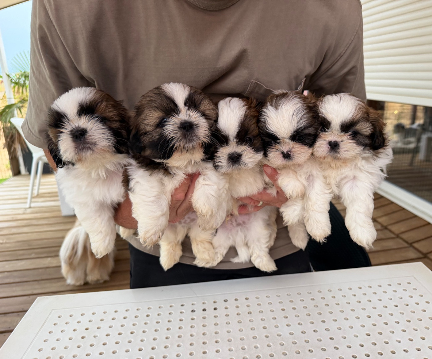 Des Princesses De L'Orb - Shih Tzu - Portée née le 19/06/2026