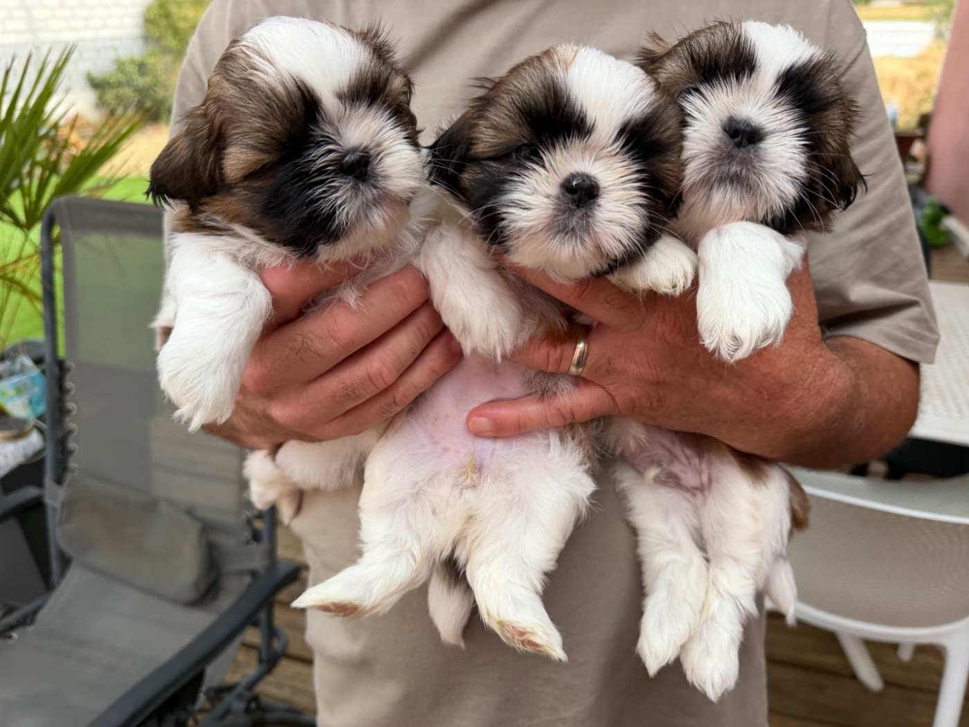 Des Princesses De L'Orb - Shih Tzu - Portée née le 04/07/2026