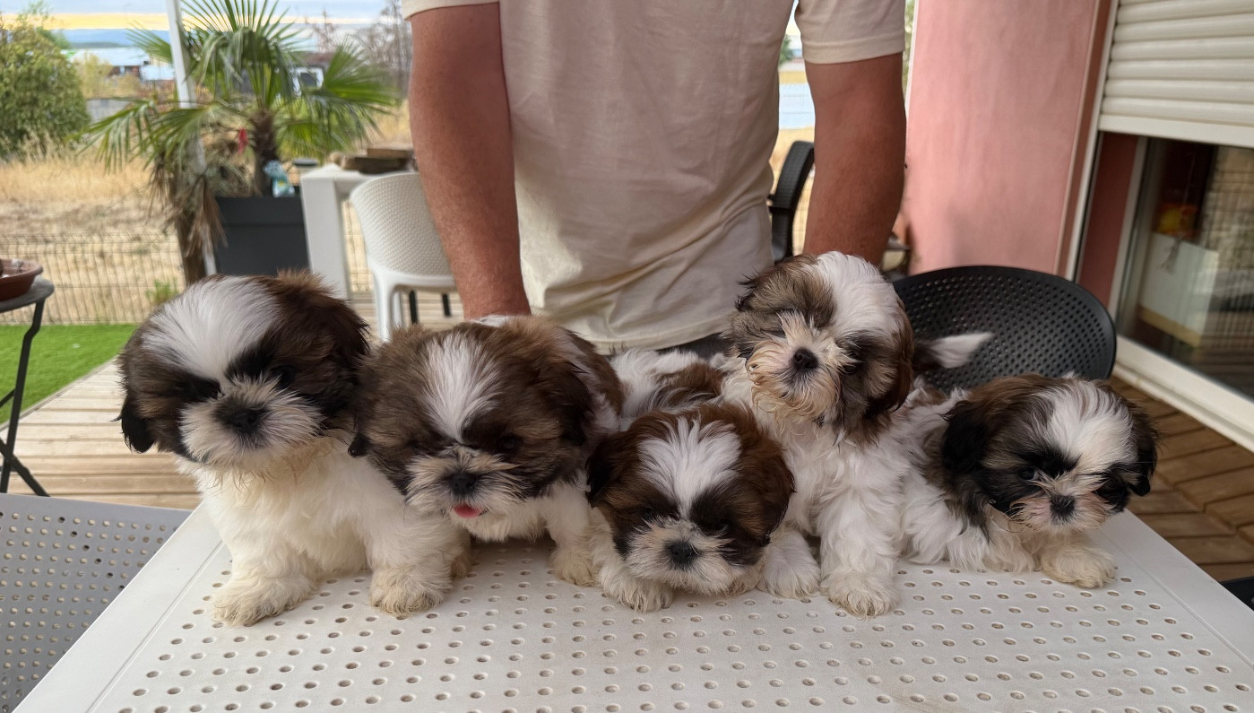 Des Princesses De L'Orb - Shih Tzu - Portée née le 19/06/2026
