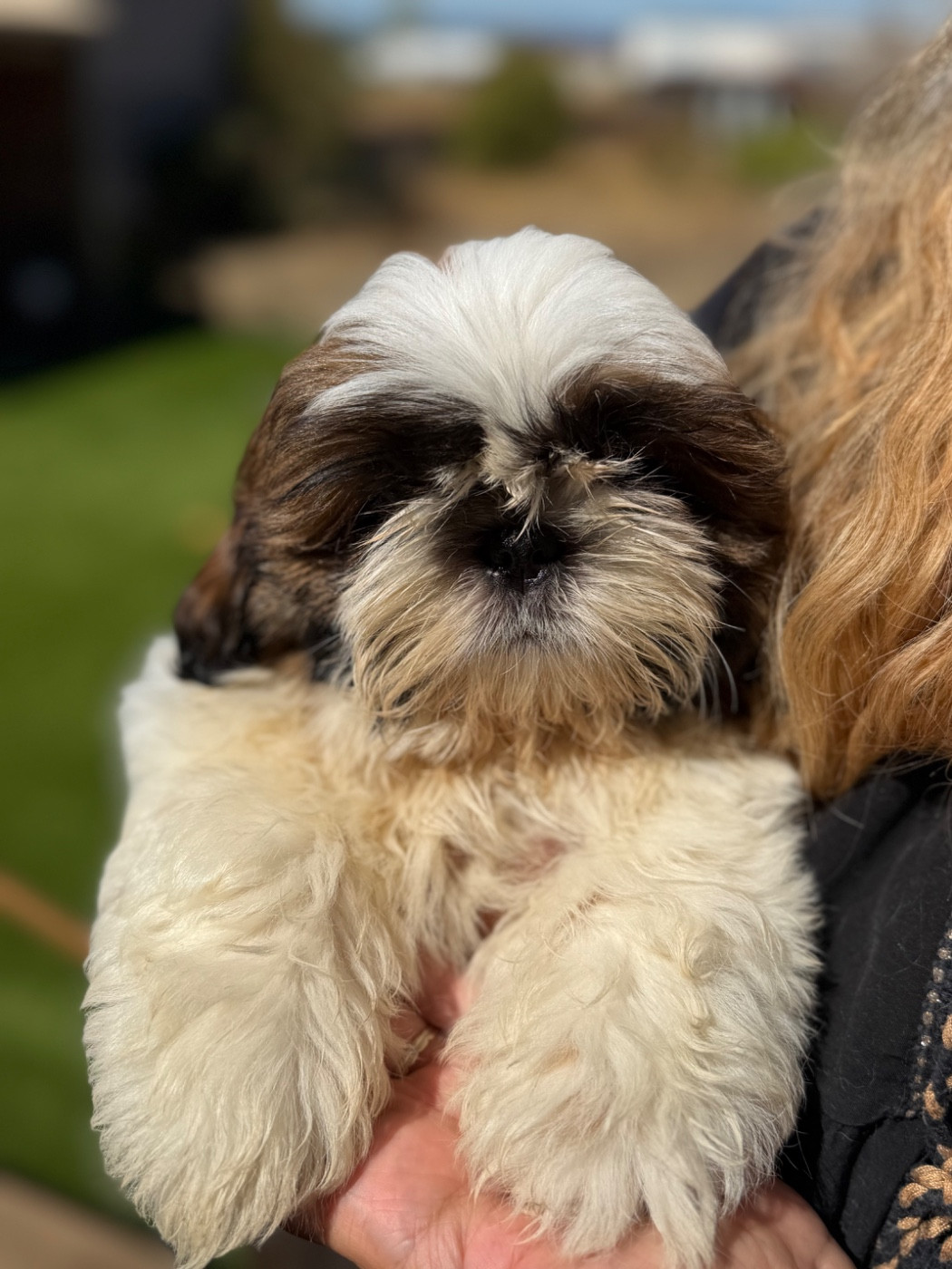 Des Princesses De L'Orb - Chiots disponibles - Shih Tzu